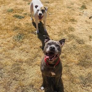 Meet your Posher, Sam